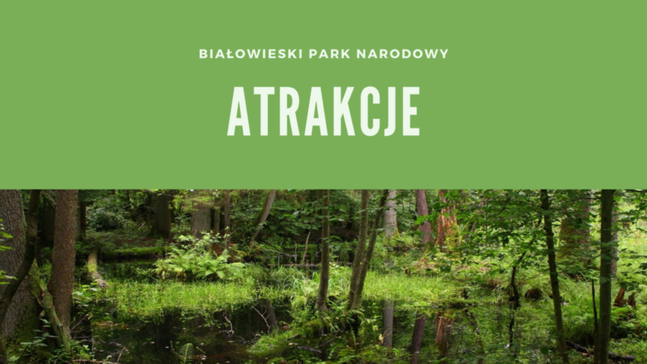 Białowieski Park Narodowy Atrakcje