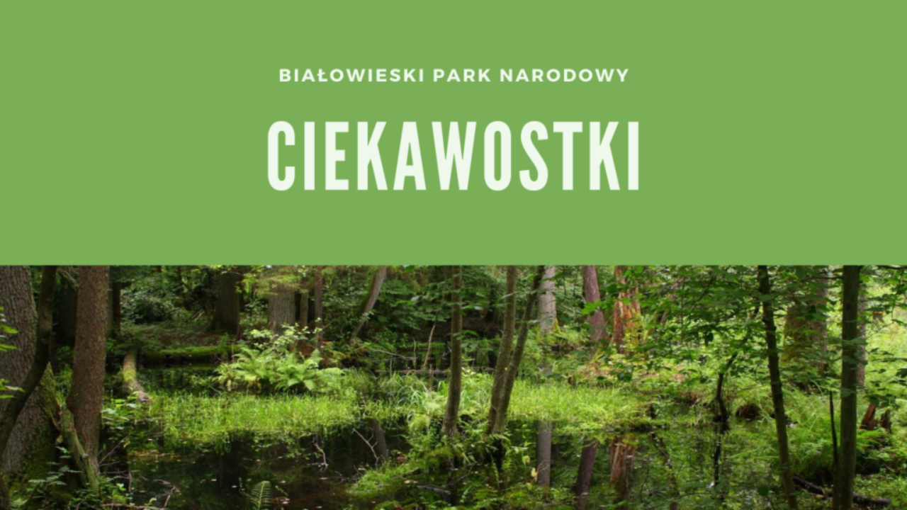 Białowieski Park Narodowy Ciekawostki