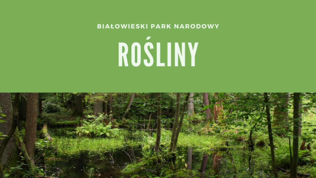 Białowieski Park Narodowy Rośliny